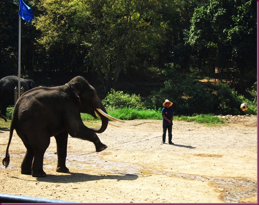 elephant playing soccer at mae taeng elephant park