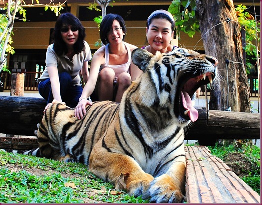 tiger kingdom chiang mai