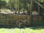 Kangaroo