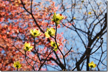 spring flowers