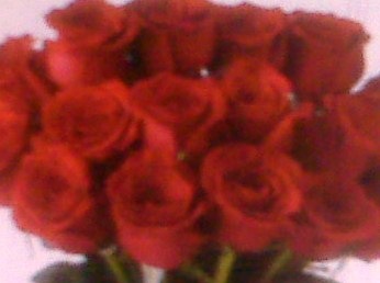 [red roses[2].jpg]