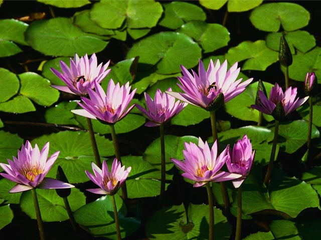 [Water lilies[2].jpg]