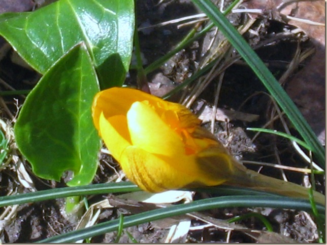 Spring Crocus