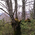 Chaparro de Rienda 415