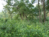 P1000063.JPG