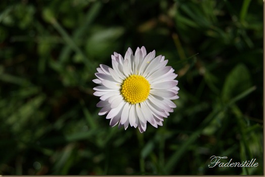 SONY DSC