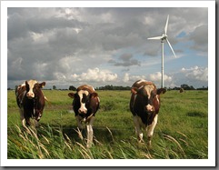 wind farm cows