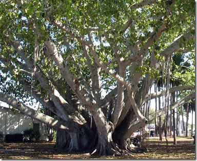 2-10 Banyan tree