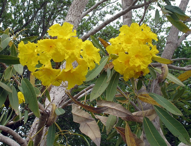 [4-15 Yellow flower tree[3].jpg]