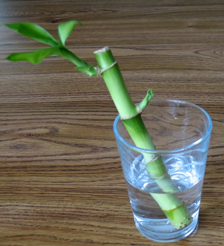 [4-24 Lucky Bamboo[7].jpg]