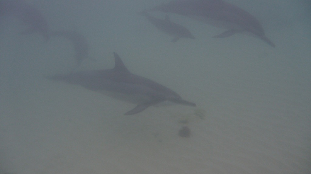 [Dolphin Day Work (7)[4].jpg]