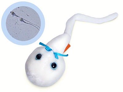 [sperm[5].jpg]