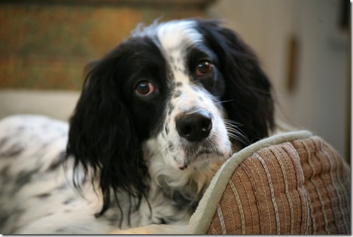 Henry from Sophie Dahy Henry from Sophie Dahy