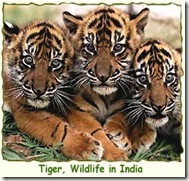 How to save tigers from extinction