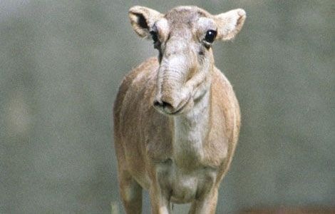 [Saiga Antelopes - The endangered species[8].jpg]