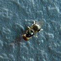 Rounded Fly