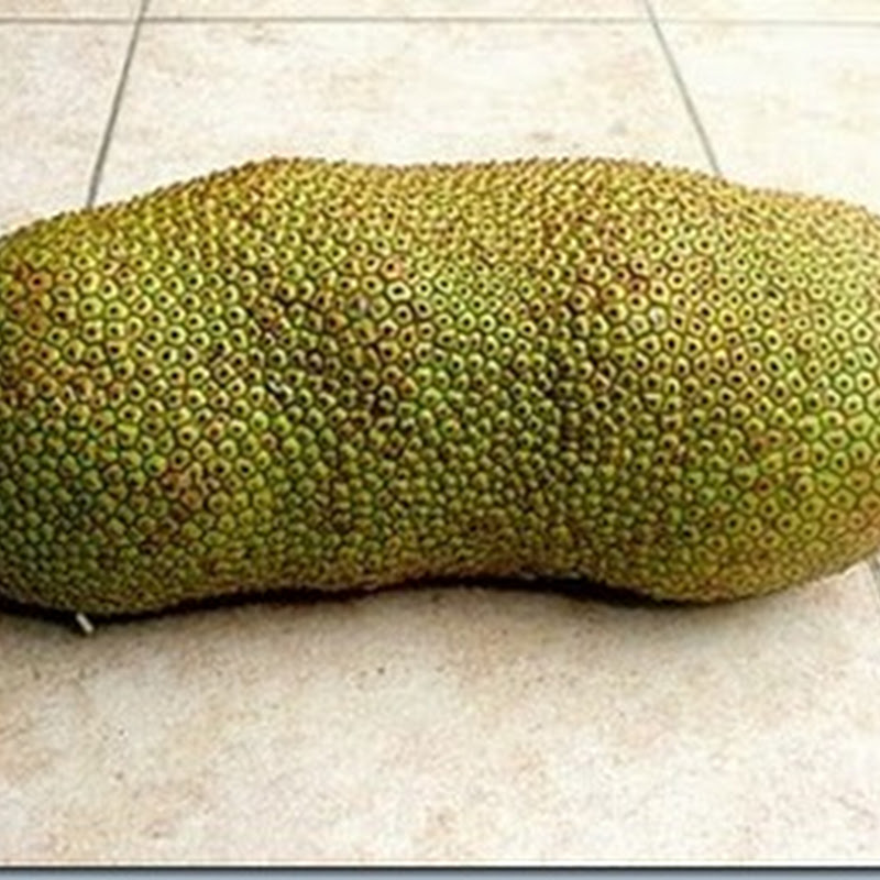 Foto Unik Aneh Buah Buah Di Indonesia Yang Enak Tapi Jarang Ditemui