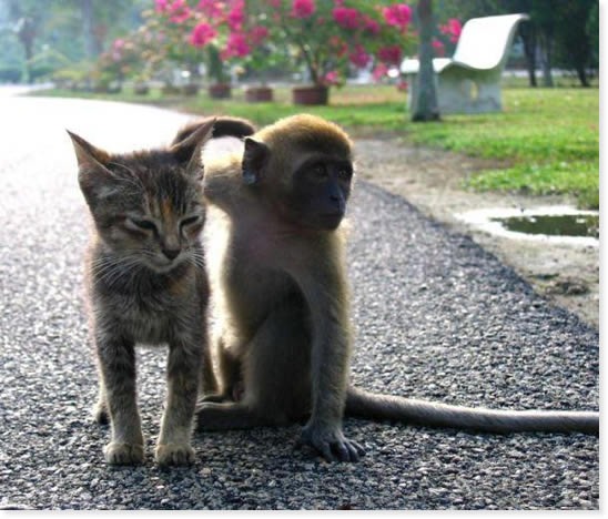 [cat monkey[3].jpg]
