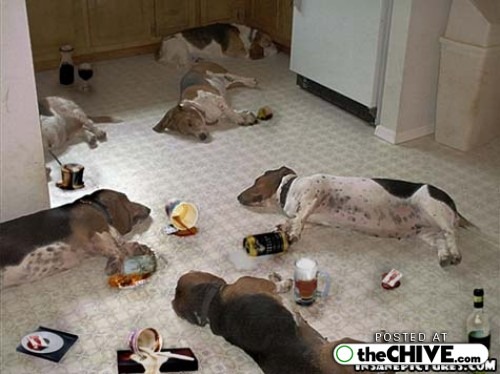 [funny-drunk-dogs-pics-11[3].jpg]