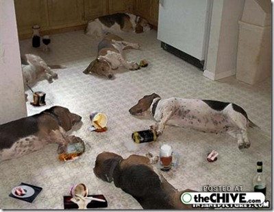 funny-drunk-dogs-pics-11