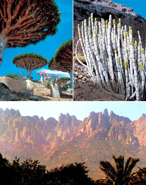 [socotra-island-300[4].jpg]