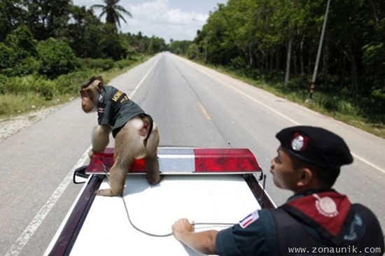 Polisi Monyet (3)