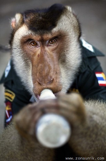 Polisi Monyet (8)