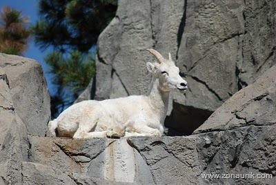 [Mountain Goat 3 (Melissa Johnson)[3].jpg]