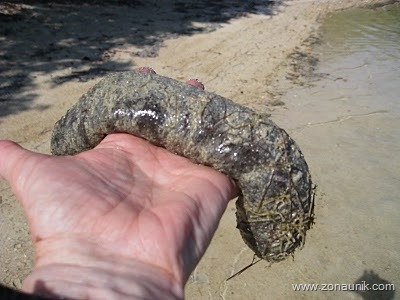 [Sally holding sea cucumber[3].jpg]