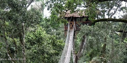 Rumah pohon (15) Rumah pohon (15)