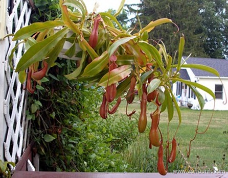 20080813Nepenthes
