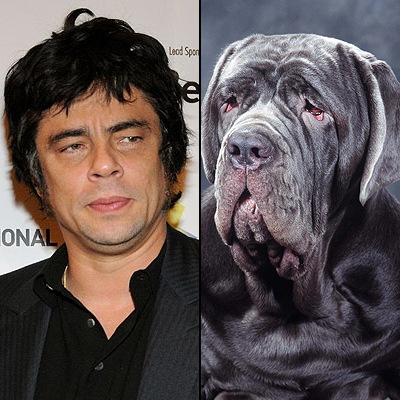 benicio_deltoro_102708
