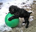 Black Russian Terrier