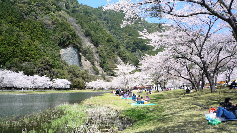 Nara Shimokitayama hanami Sakura Matsuri 奈良 下北山 花見 桜 祭り