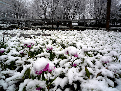 nieve, nevada, Fukuoka, Tenjin, Kego, Hirao, invierno, 雪, 福岡, 警固公園, 天神, 平尾, 冬, snow, winter