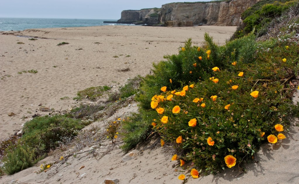 Bonny Doon Beach Bluff Trail Outdorky