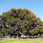 Moreton Bay Fig