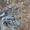 Clouded Leopard