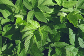 Giersch.jpg Giersch.jpg