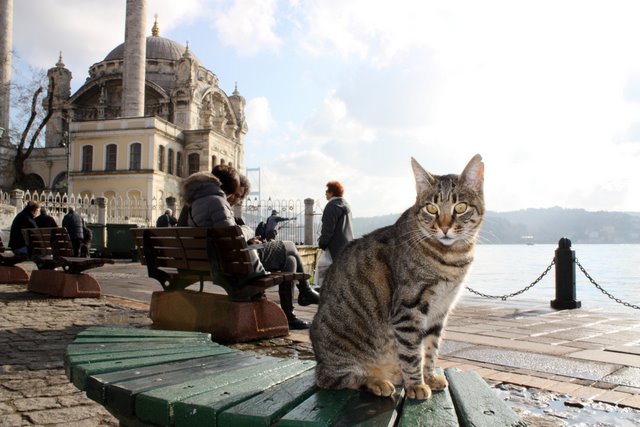 Фото-заметки стамбульского кота
