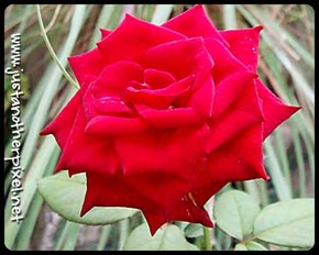 rose1