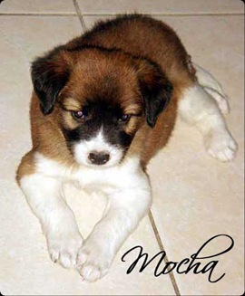 Mocha1