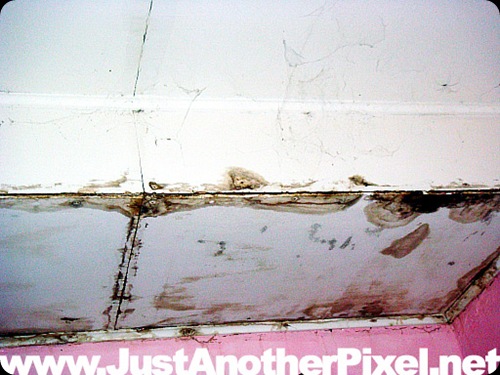 molds and termite damage