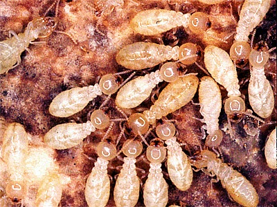 [Termites[2].jpg]
