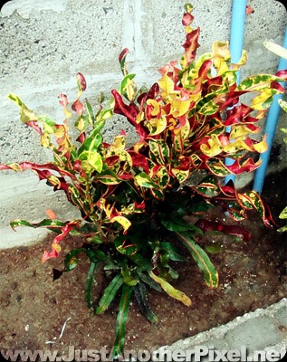 What's the name of this plant? - JustAnotherPixel.net