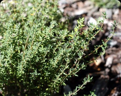 Thyme - JustAnotherPixel.net