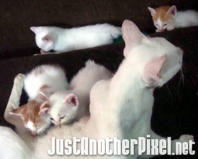 Maui and her oh-so cute kittens - JustAnotherPixel.net