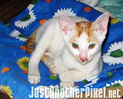Our new cat Orange - JustAnotherPixel.net