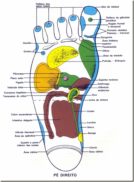 Localização de cada orgão do corpo humano