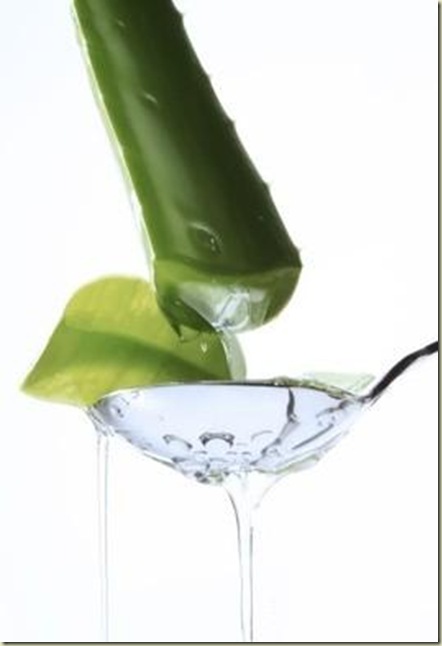 aloe01 aloe01